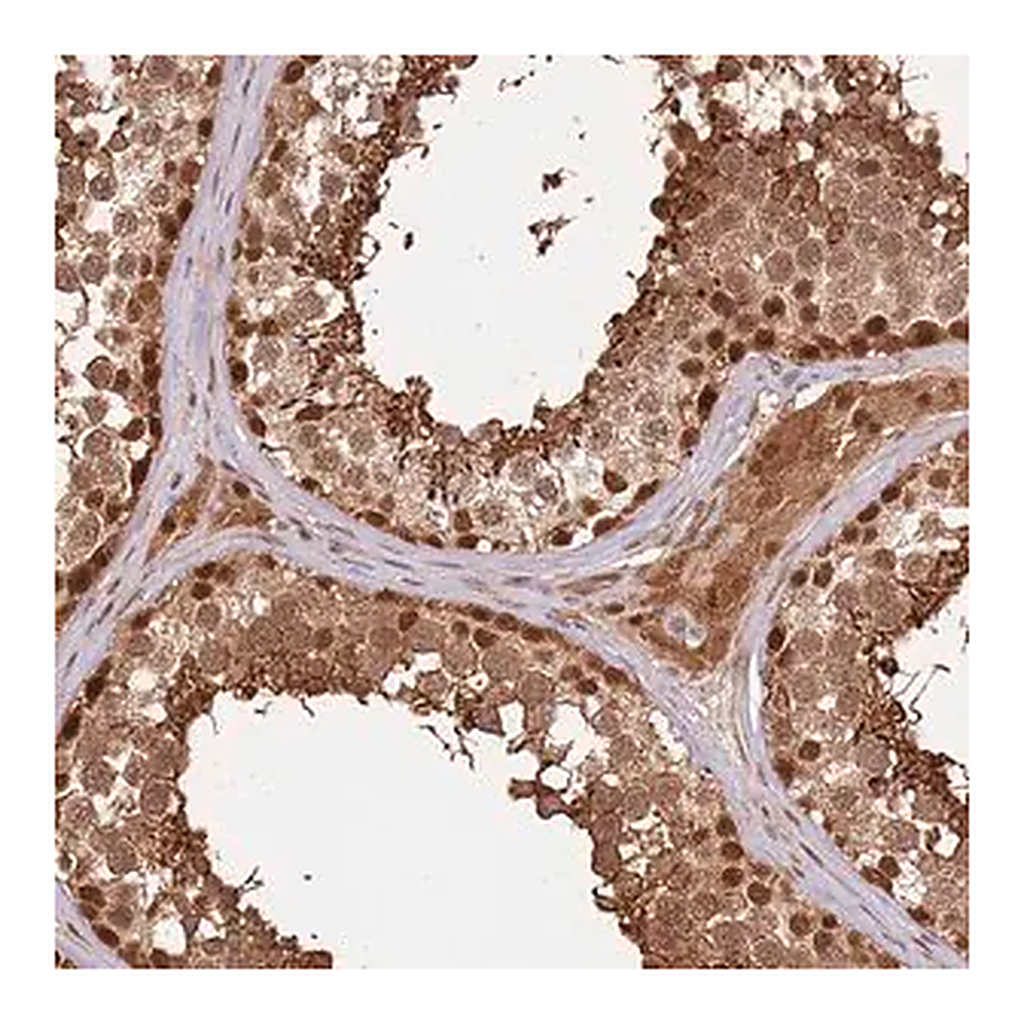 Merck Anti-PLSCR5 antibody produced in rabbit