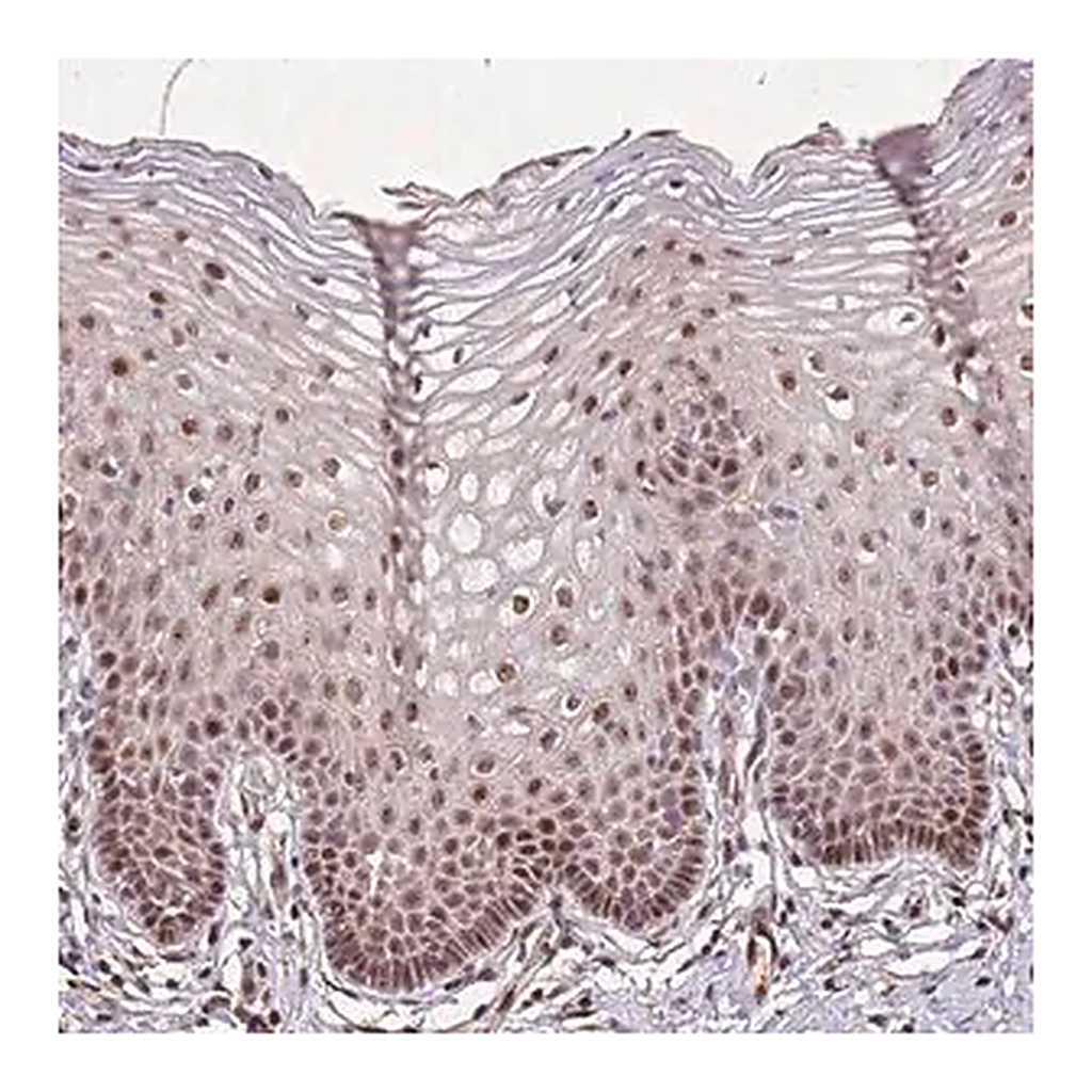 Merck Anti-PTMA antibody produced in rabbit
