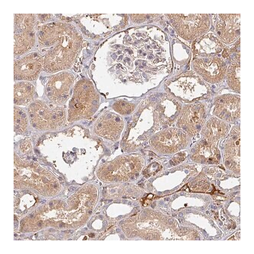 Merck Anti-MRPS17 antibody produced in rabbit