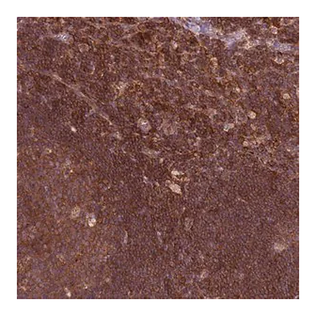 Merck Anti-RPL21 antibody produced in rabbit