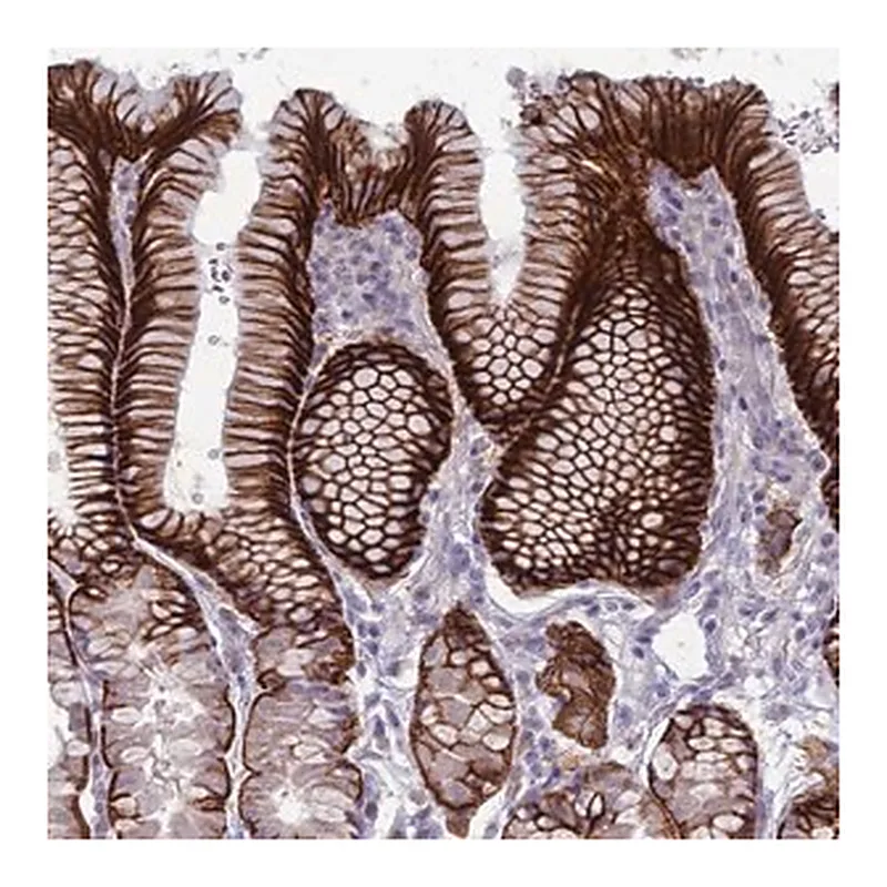 Merck Anti-SUCO antibody produced in rabbit