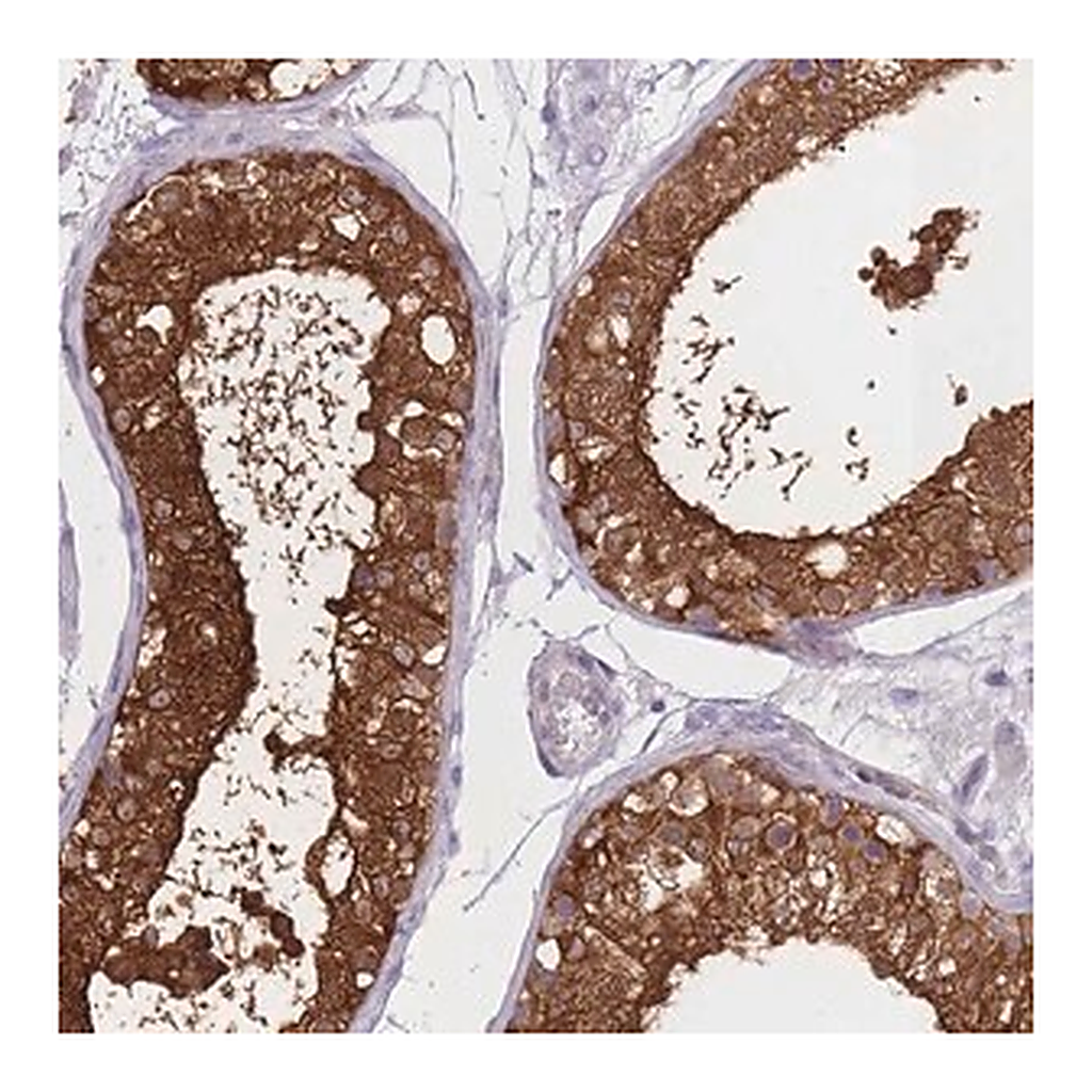 Merck Anti-OR11H1 antibody produced in rabbit