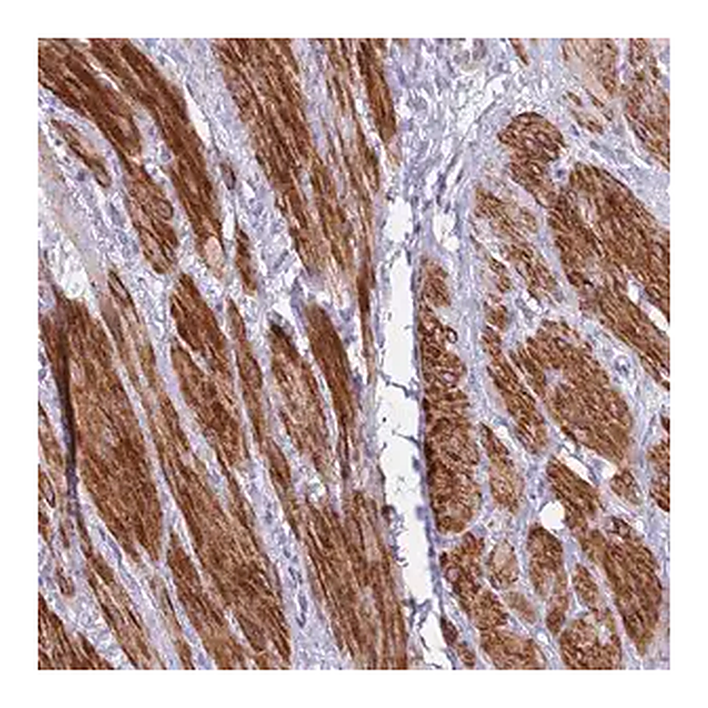 Merck Anti-KBTBD3 antibody produced in rabbit