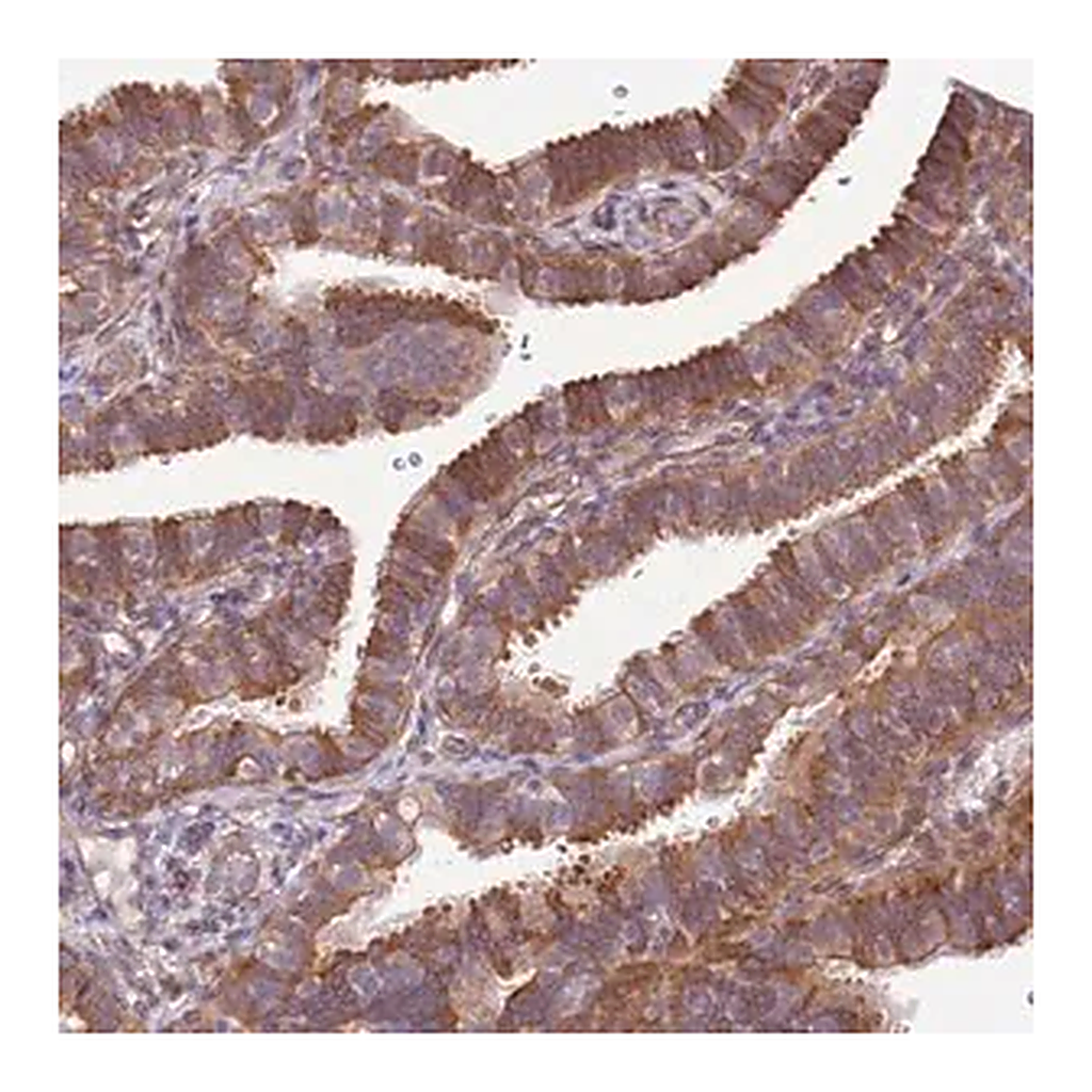 Merck Anti-SCARA3 antibody produced in rabbit