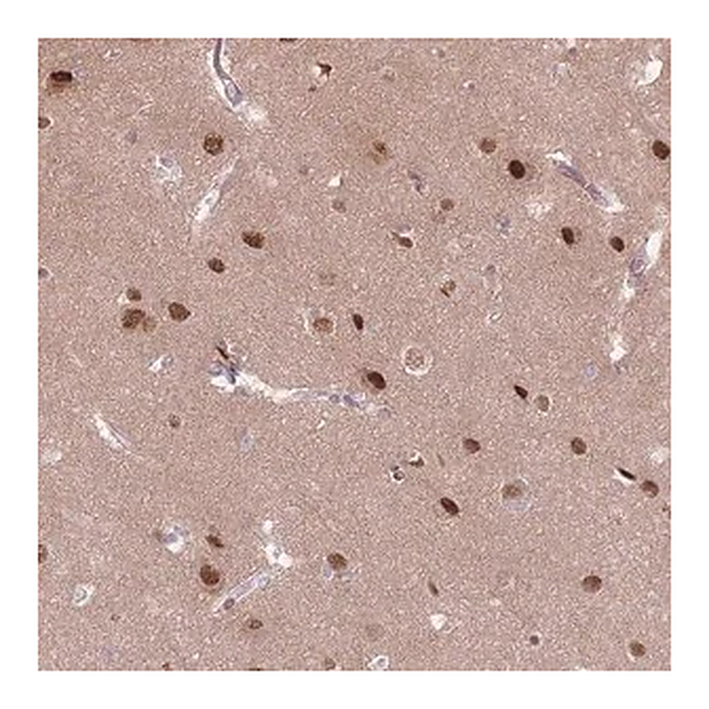 Merck Anti-SH3BGRL2 antibody produced in rabbit