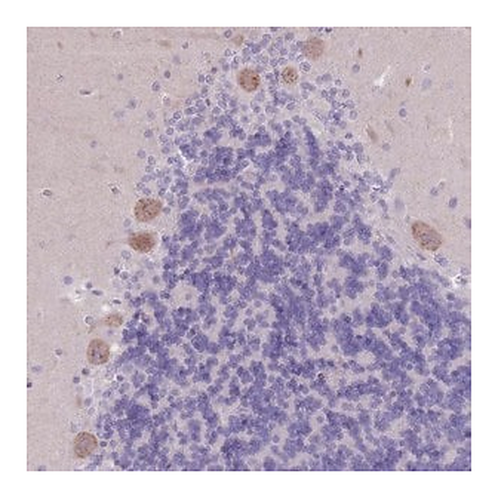 Merck Anti-PIGM antibody produced in rabbit
