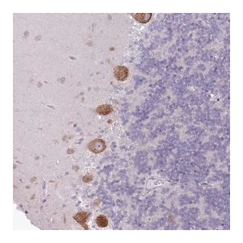Merck Anti-OR5L2 antibody produced in rabbit