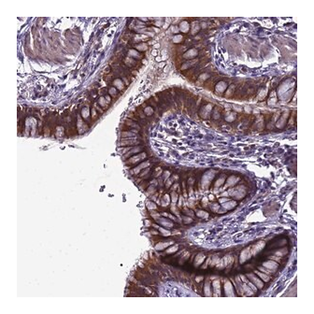 Merck Anti-ELMOD2 antibody produced in rabbit