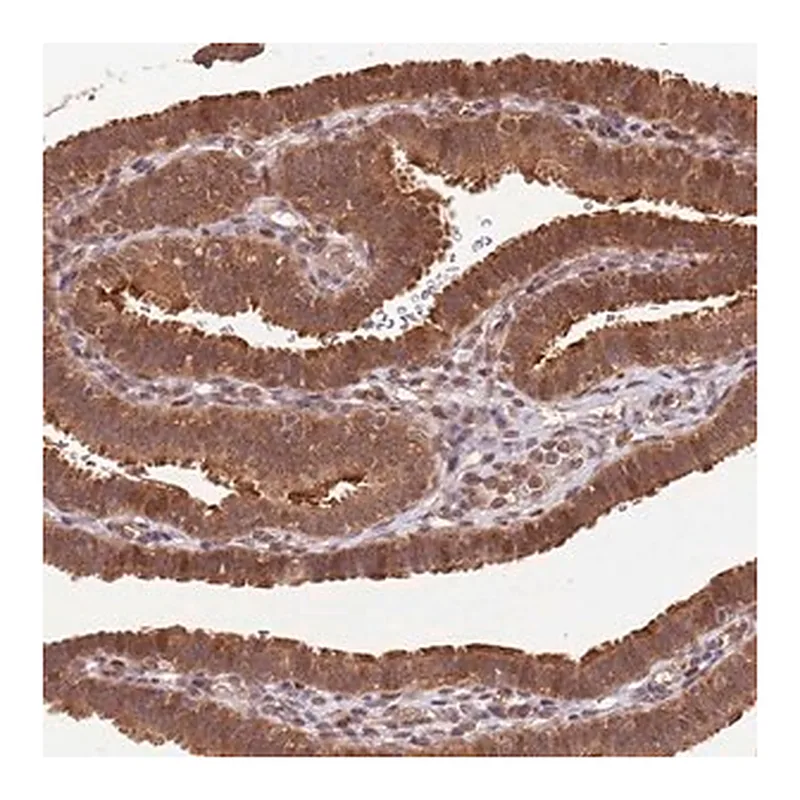 Merck Anti-LRRC43 antibody produced in rabbit
