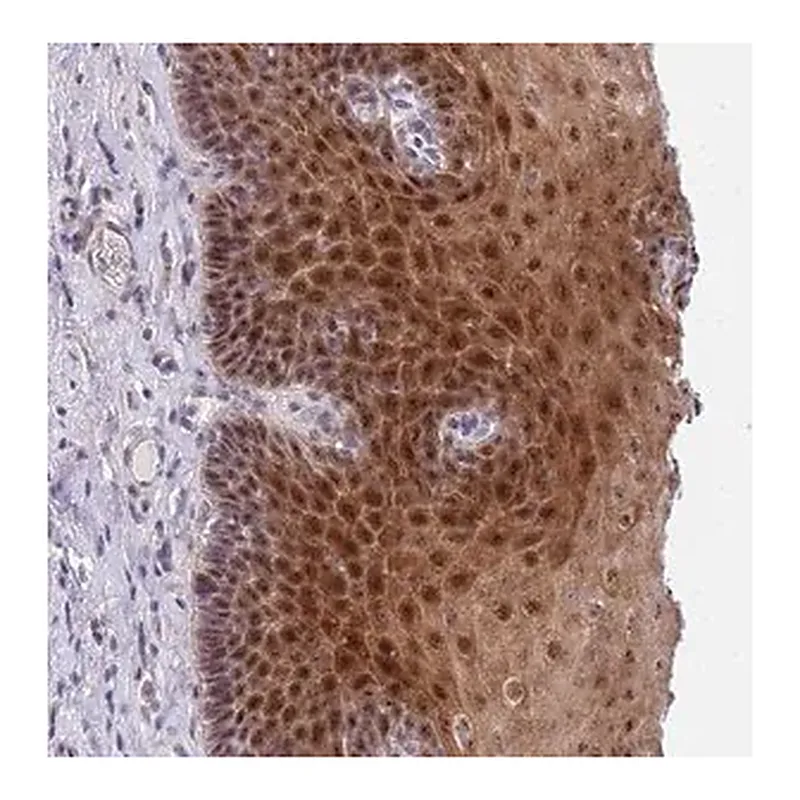 Merck Anti-PLCL2 antibody produced in rabbit