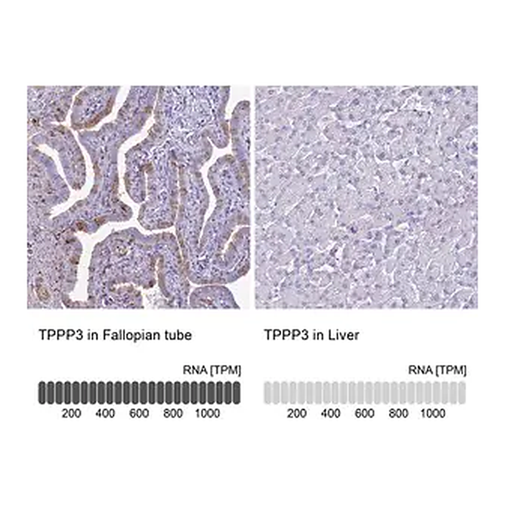 Merck Anti-TPPP3 antibody produced in rabbit