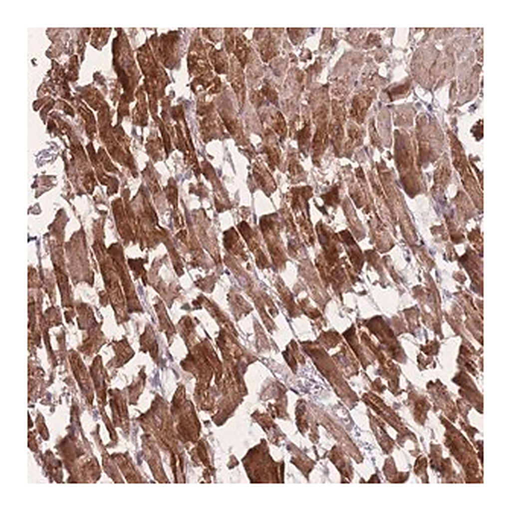 Merck Anti-POM121 antibody produced in rabbit