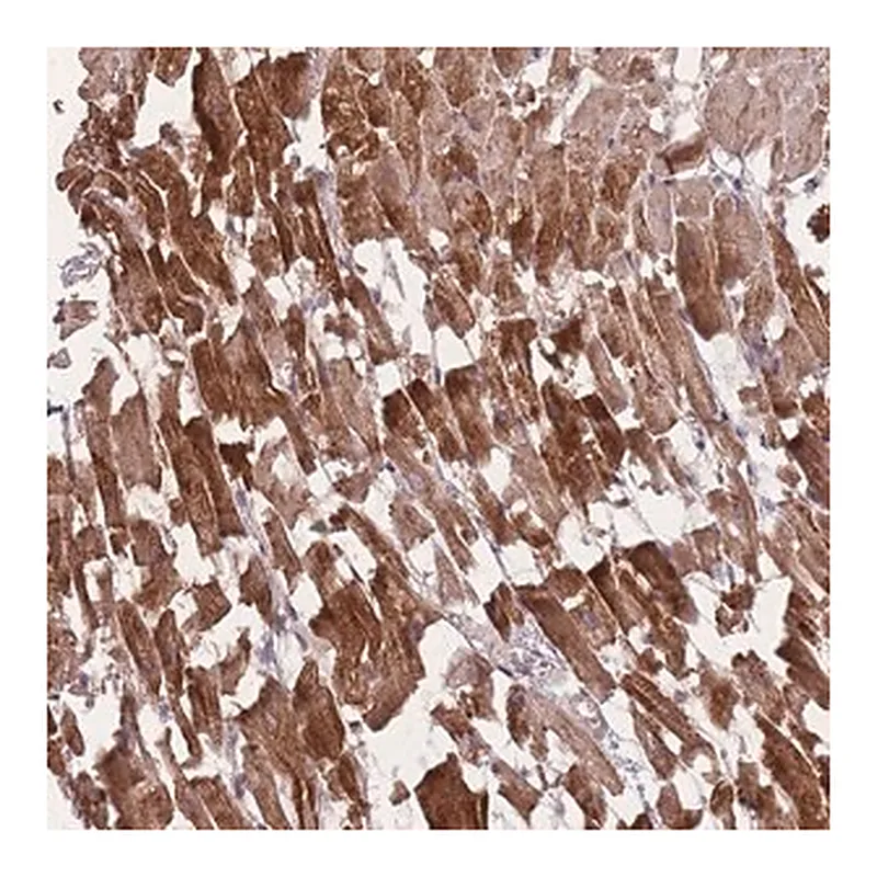 Merck Anti-POM121 antibody produced in rabbit