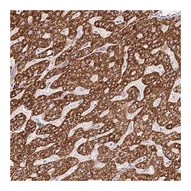 Merck Anti-ACSM4 antibody produced in rabbit