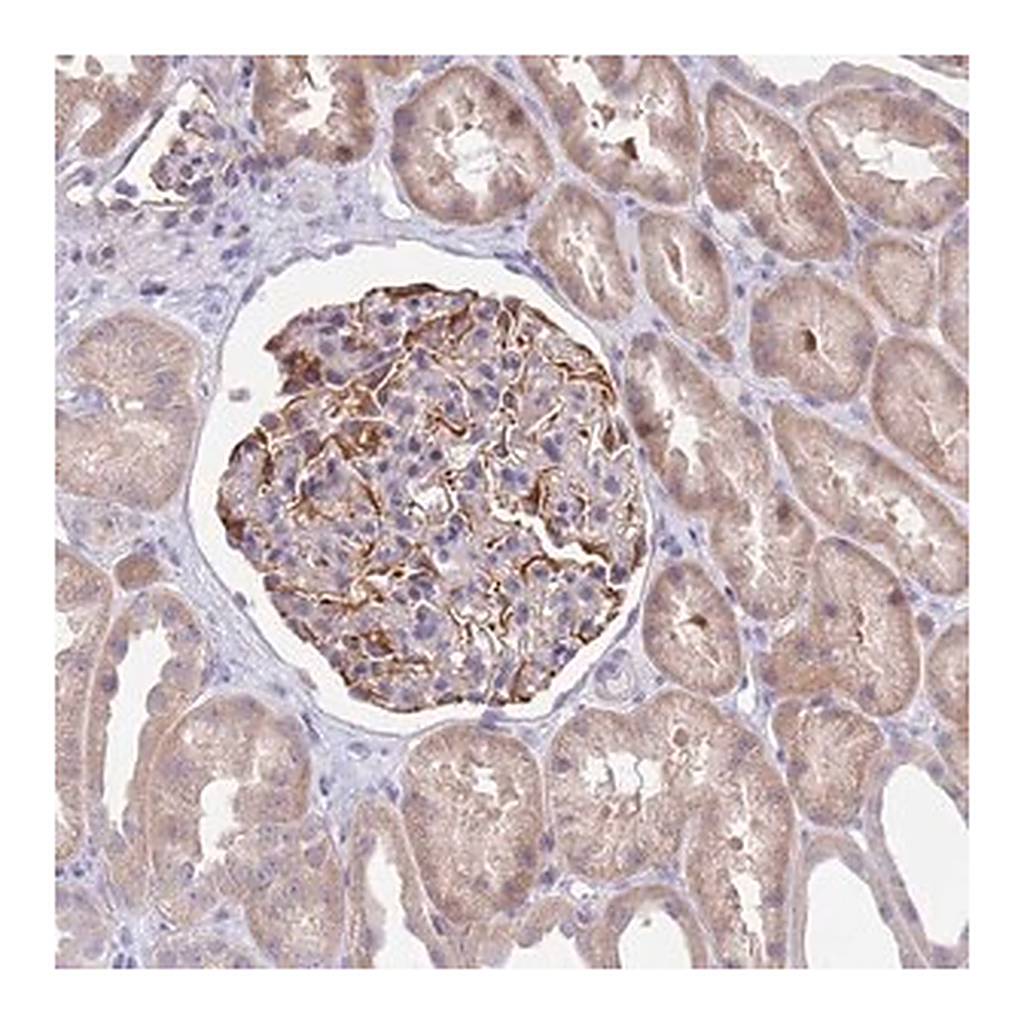 Merck Anti-ZNF14 antibody produced in rabbit