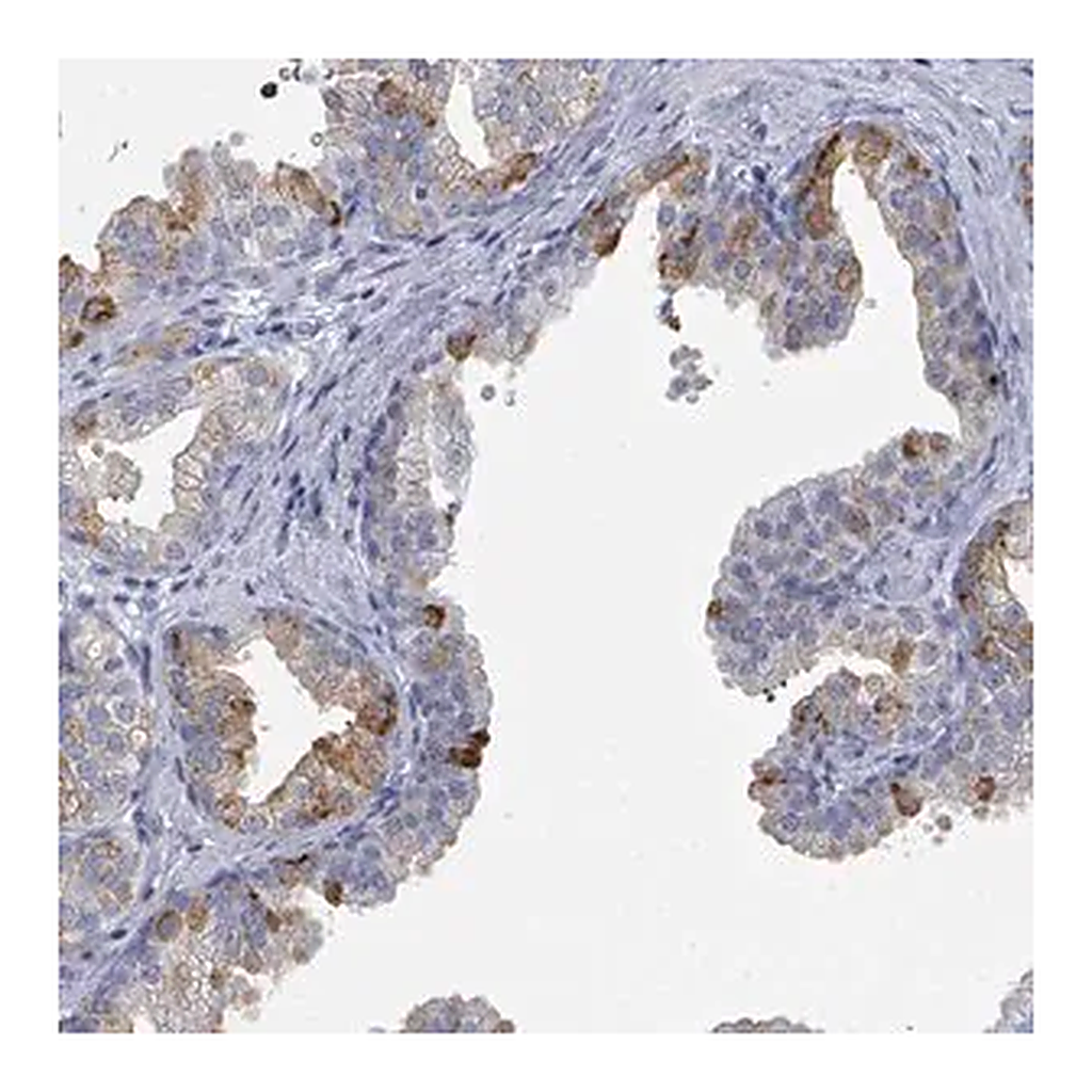 Merck Anti-ZNF852 antibody produced in rabbit