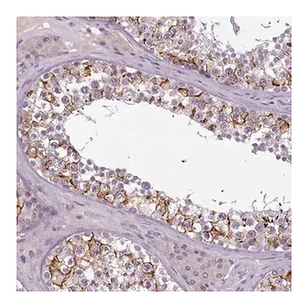 Merck Anti-PBX4 antibody produced in rabbit