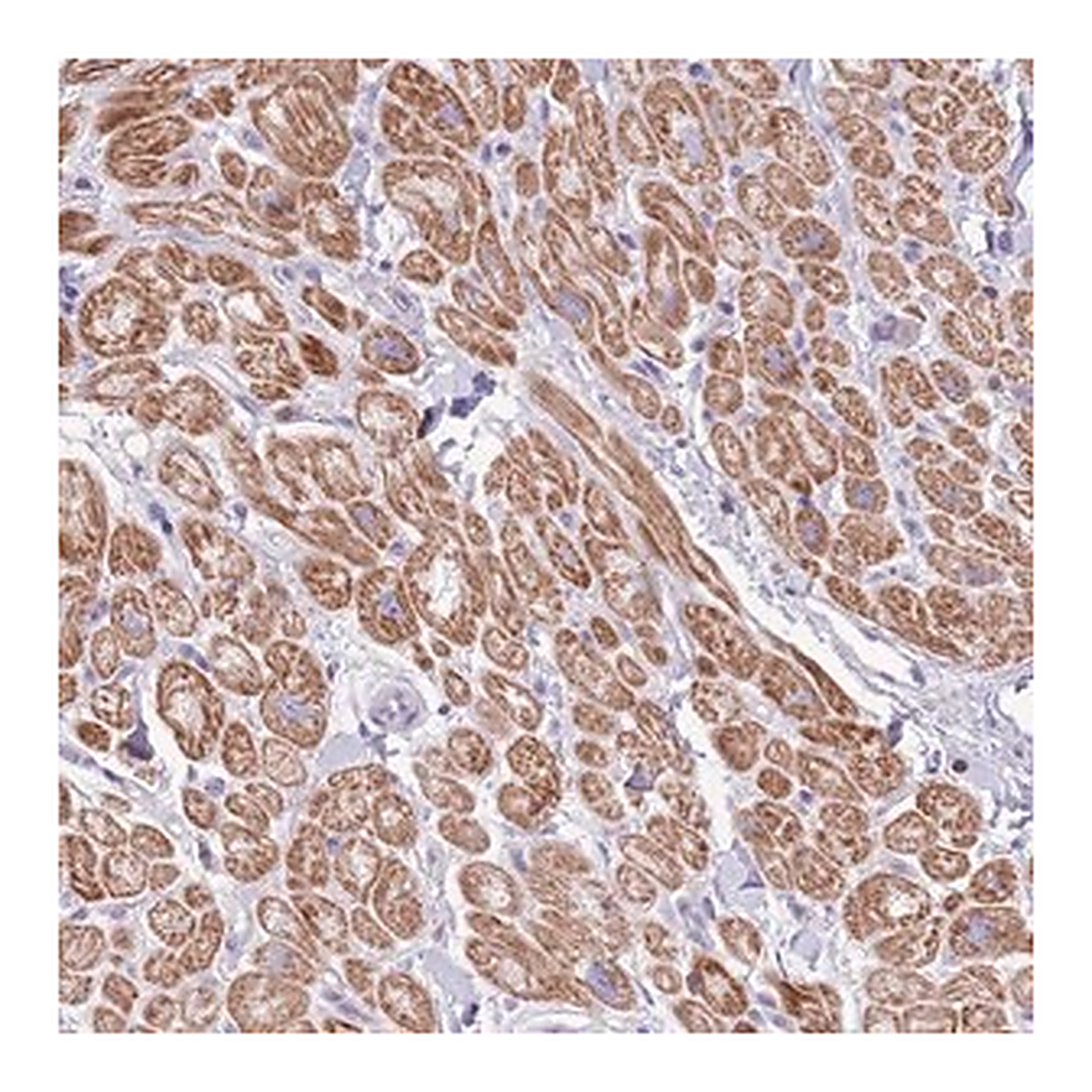 Merck Anti-OR4Q3 antibody produced in rabbit