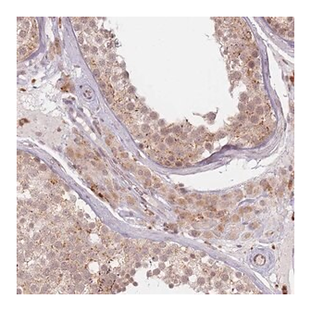 Merck Anti-SPATA45 antibody produced in rabbit