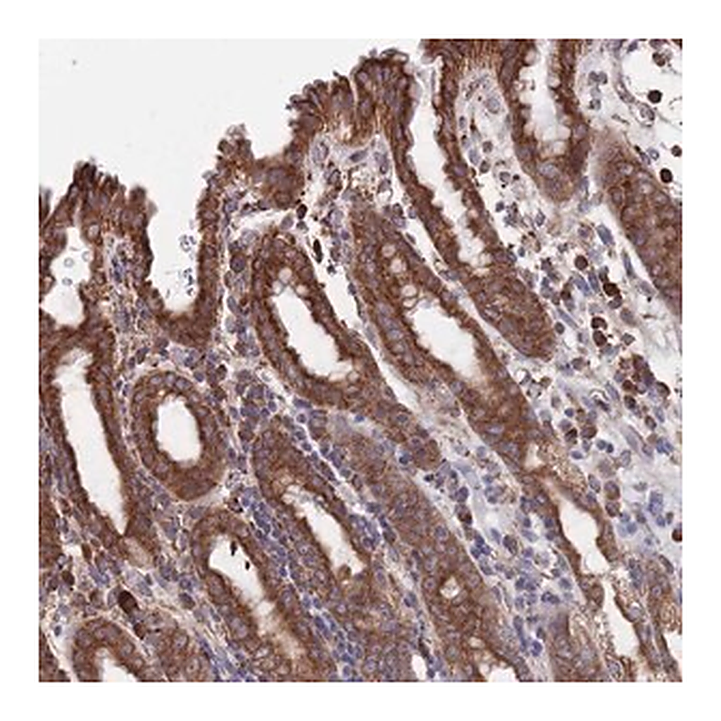 Merck Anti-GID8 antibody produced in rabbit