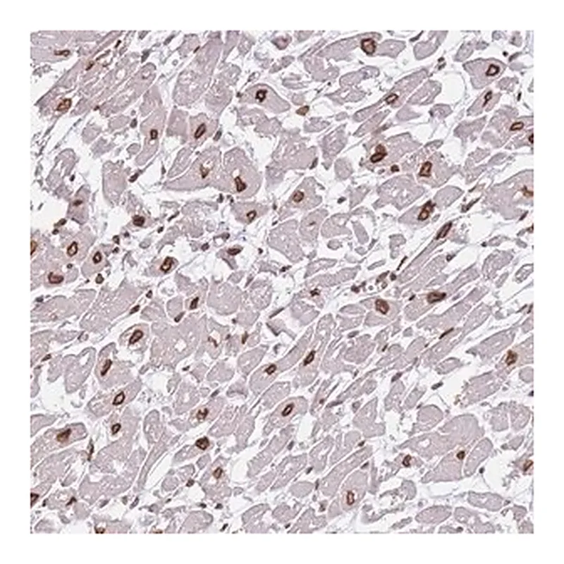Merck Anti-OR10AD1 antibody produced in rabbit