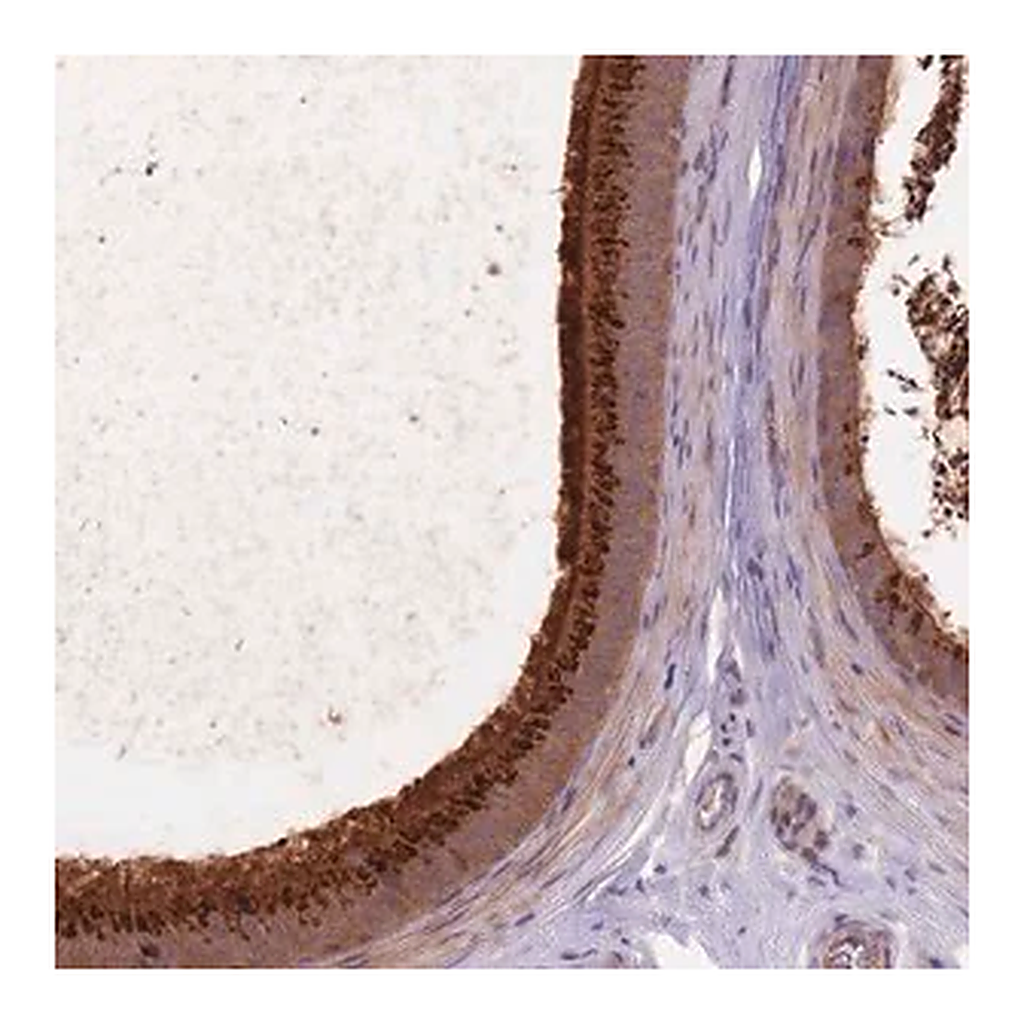 Merck Anti-EDDM3A antibody produced in rabbit
