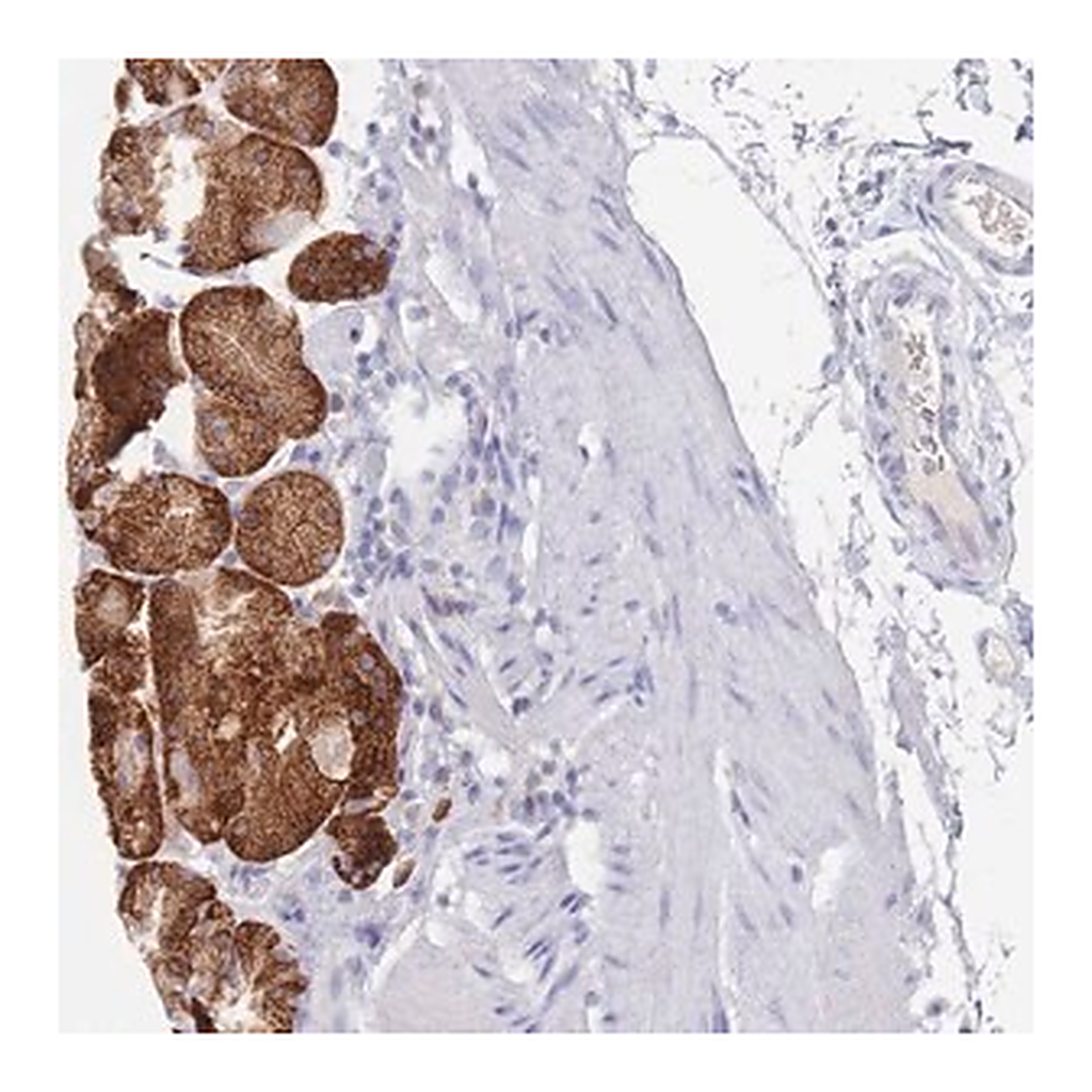 Merck Anti-OR10D3 antibody produced in rabbit