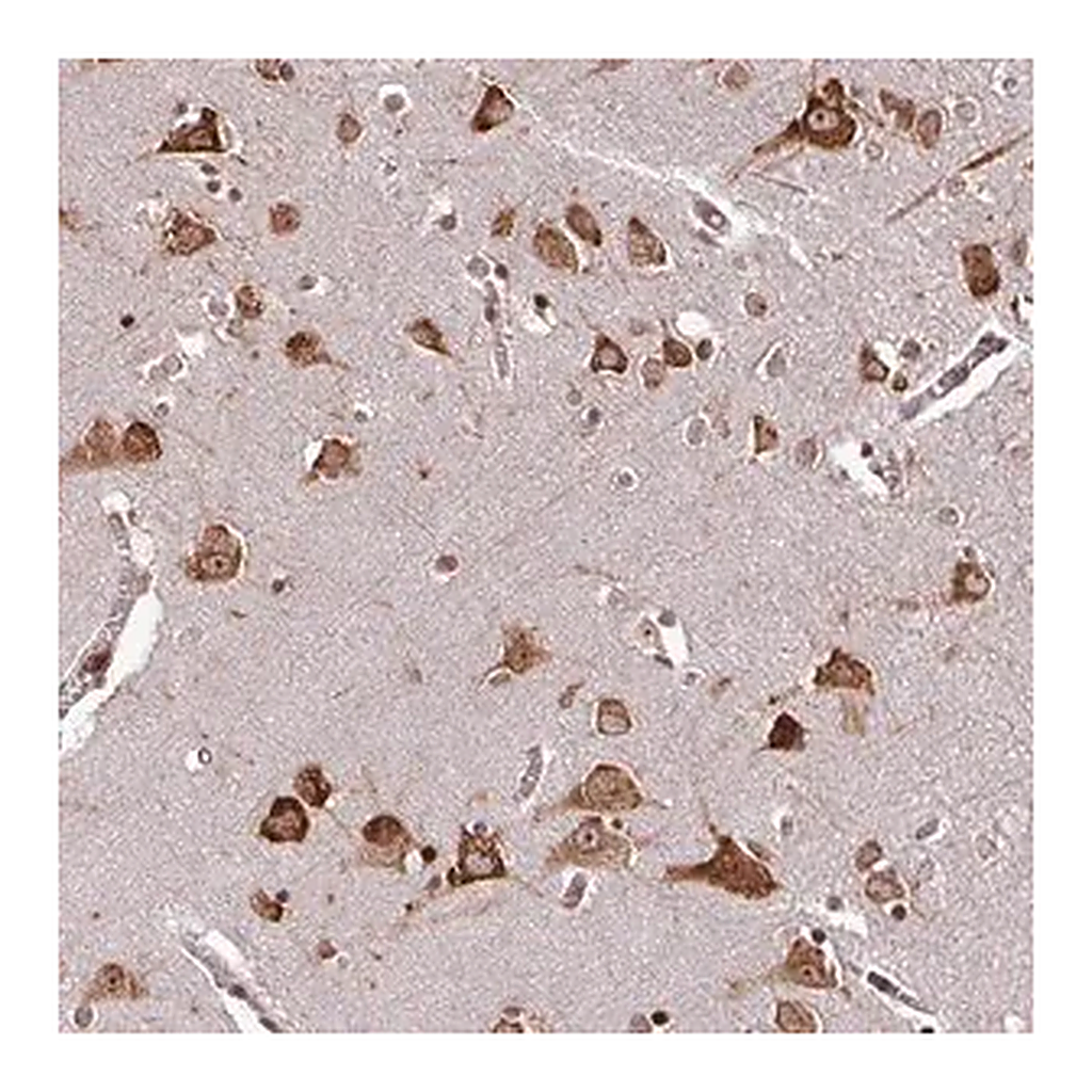 Merck Anti-LRRC74B antibody produced in rabbit