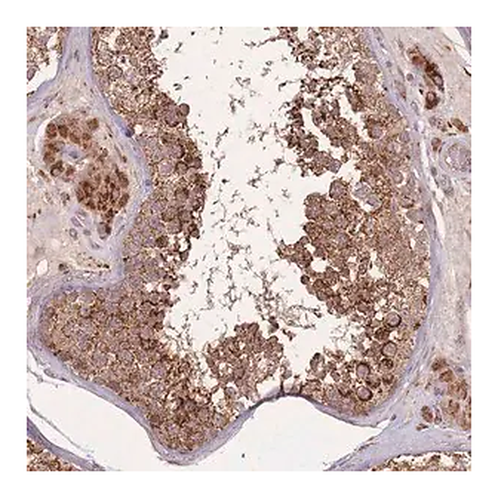 Merck Anti-LYRM7 antibody produced in rabbit