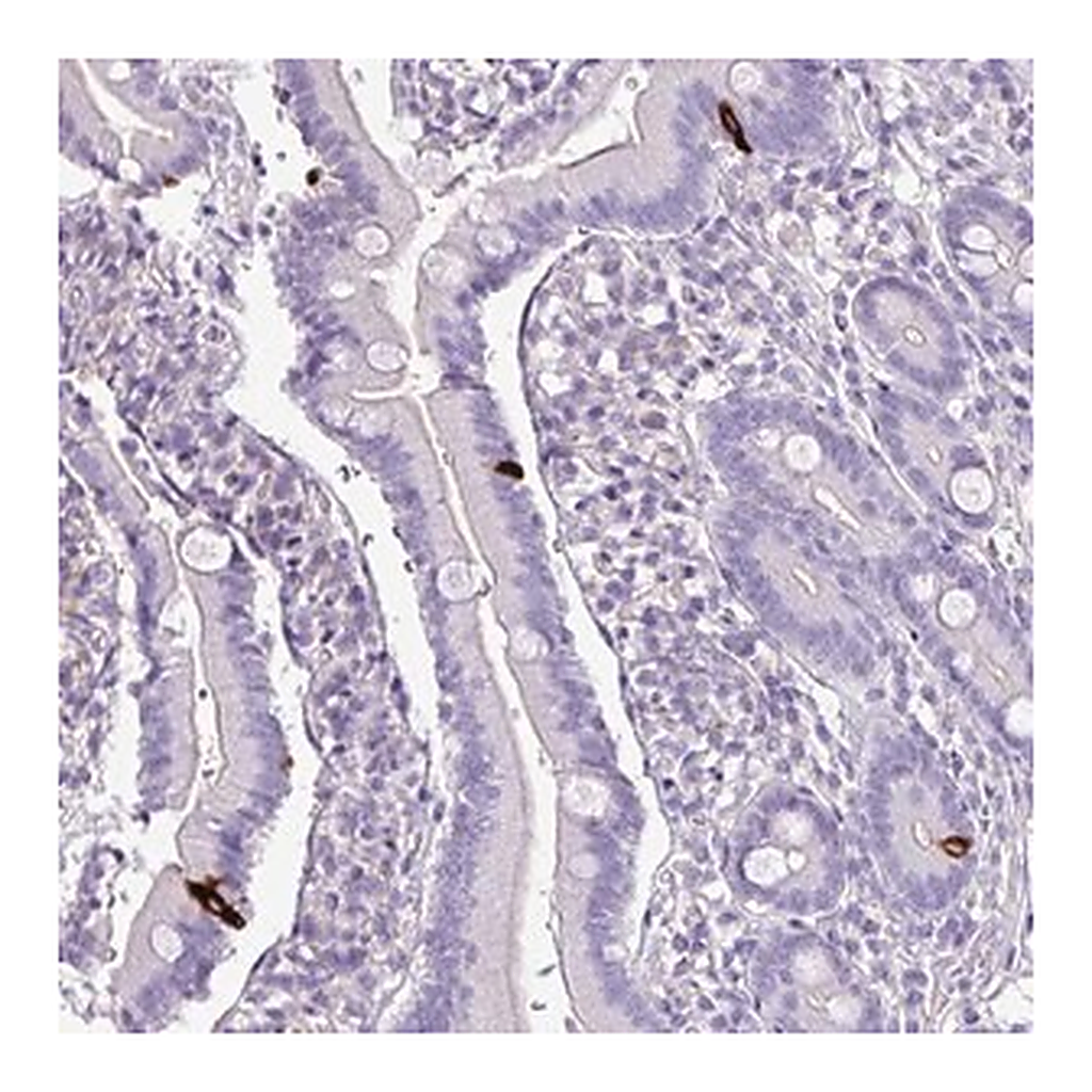 Merck Anti-ZNF334 antibody produced in rabbit