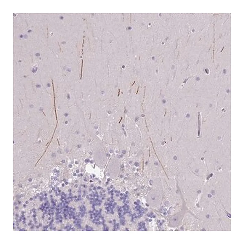 Merck Anti-IGFL4 antibody produced in rabbit