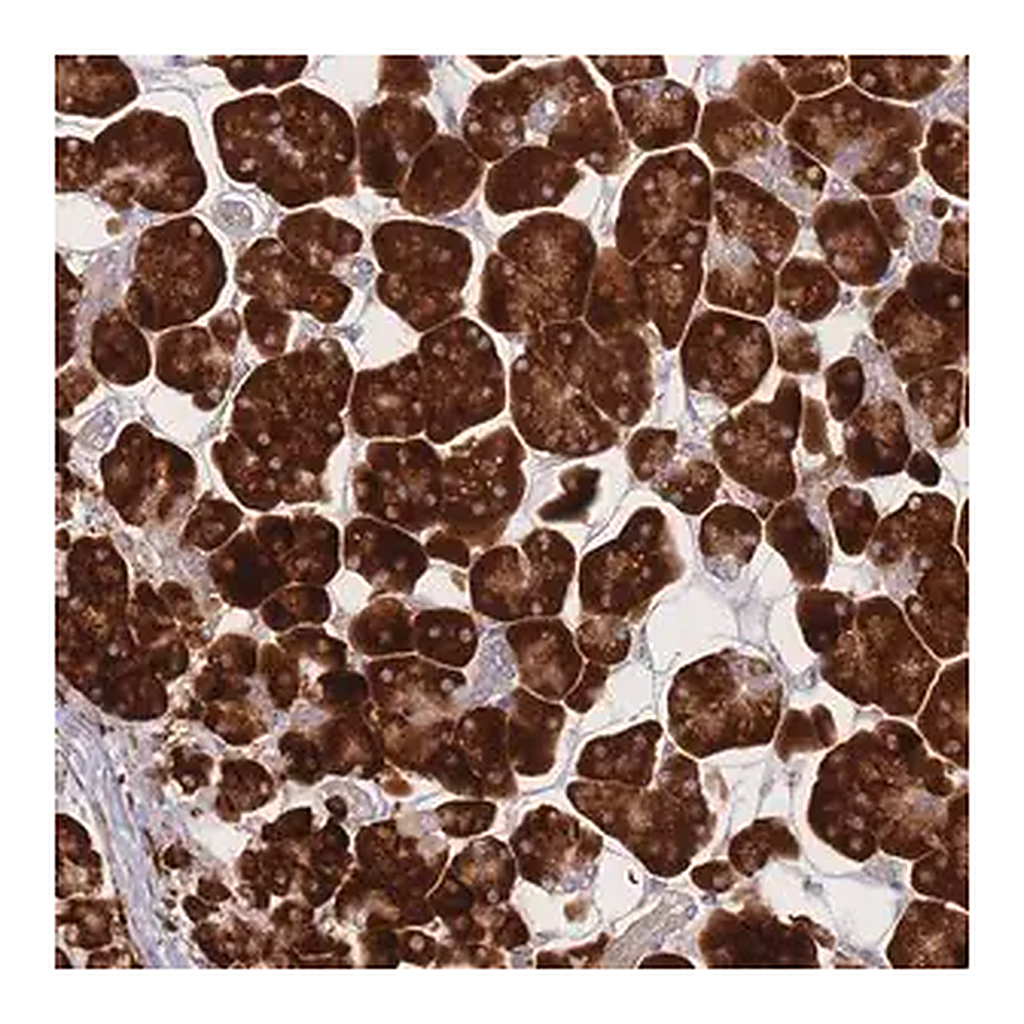 Merck Anti-CACNG5 antibody produced in rabbit