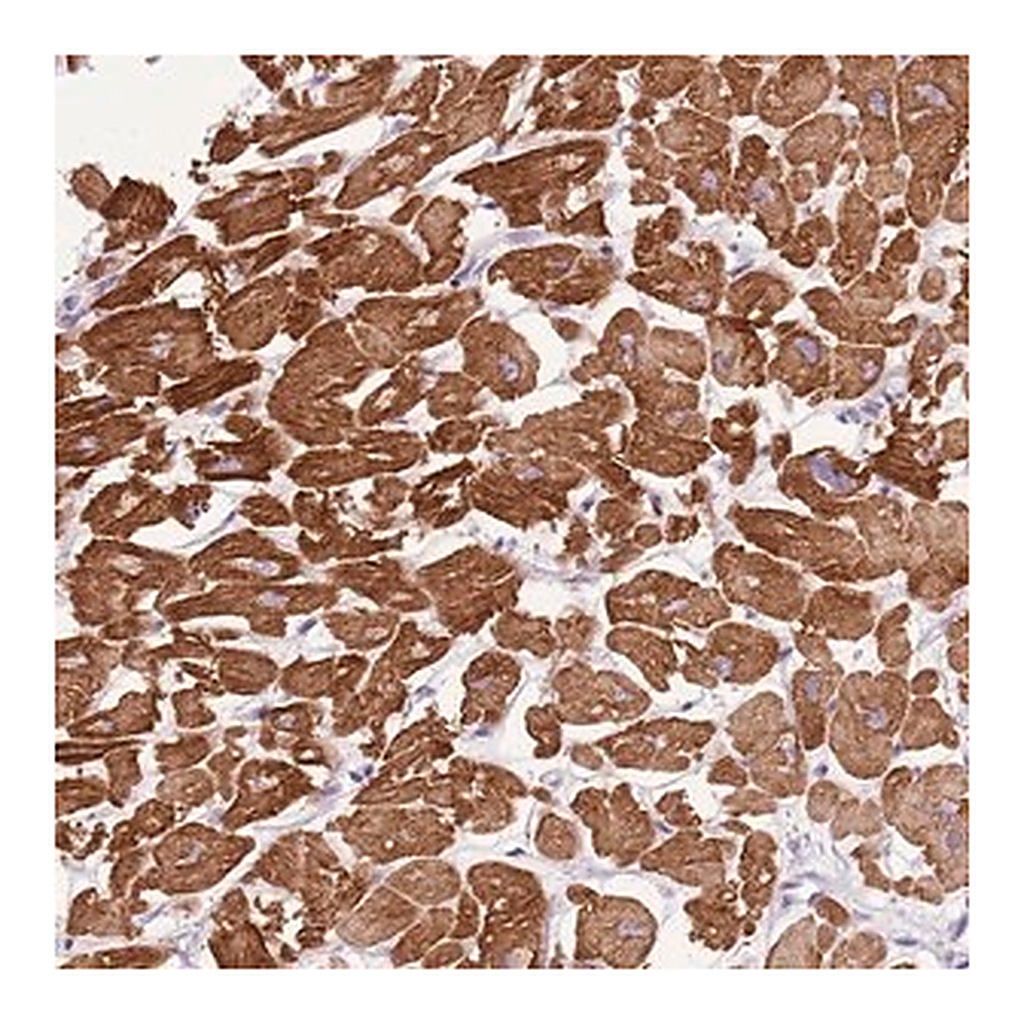 Merck Anti-FAM120C antibody produced in rabbit