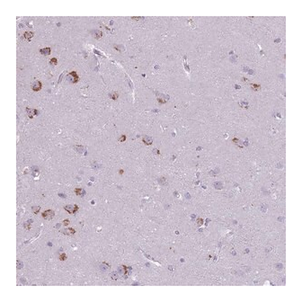 Merck Anti-CNTNAP3 antibody produced in rabbit