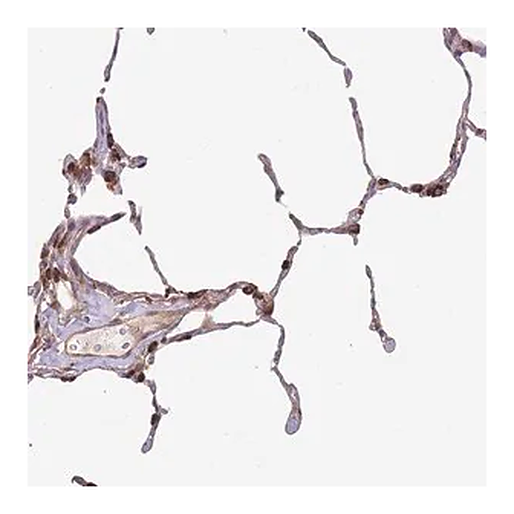 Merck Anti-PXMP4 antibody produced in rabbit