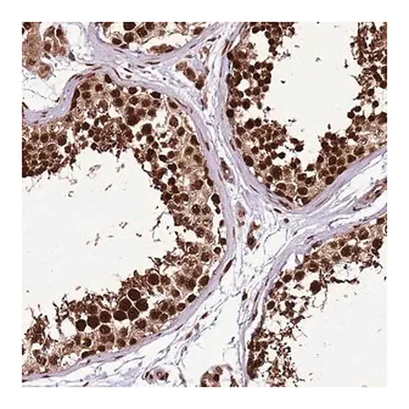 Merck Anti-PURG antibody produced in rabbit