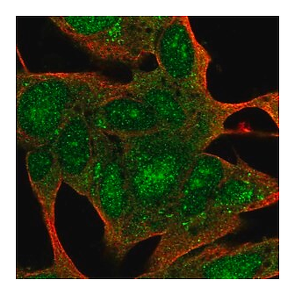 Merck Anti-SYCE3 antibody produced in rabbit