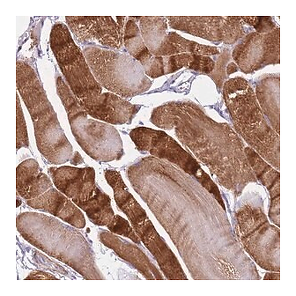 Merck Anti-PCGF2 antibody produced in rabbit