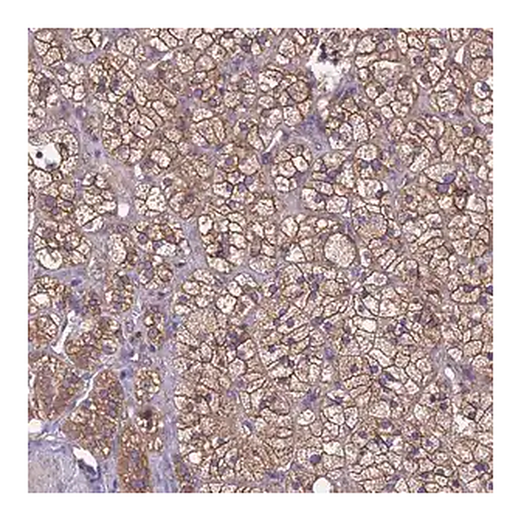 Merck Anti-MTX3 antibody produced in rabbit