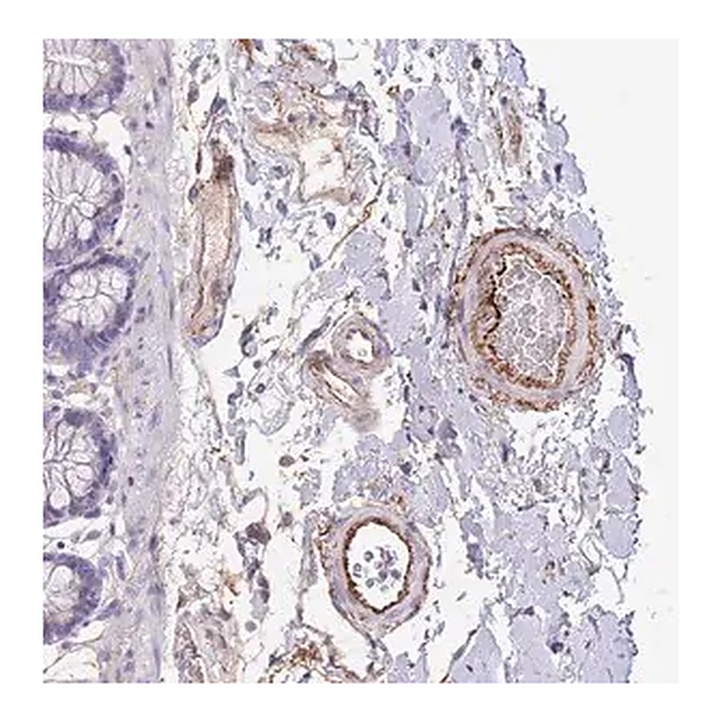 Merck Anti-LEPROTL1 antibody produced in rabbit