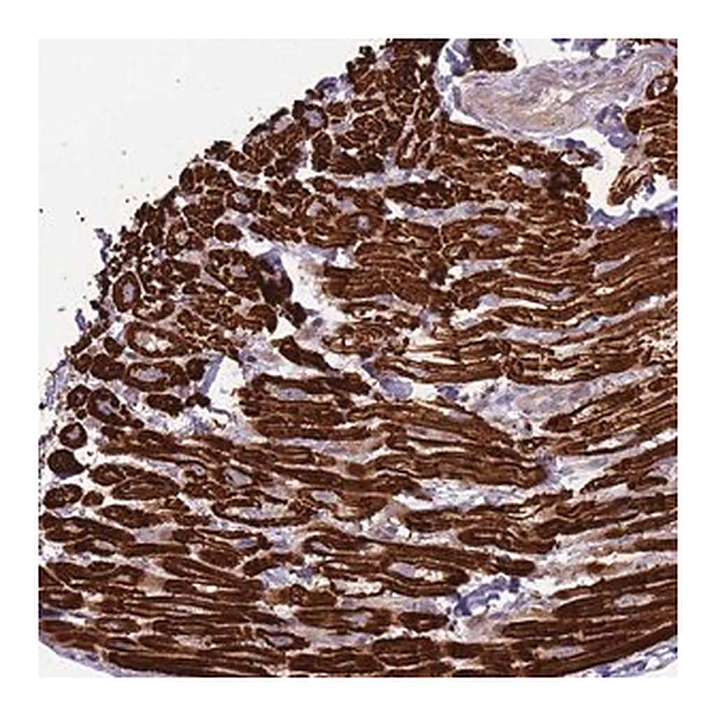 Merck Anti-TRAPPC6B antibody produced in rabbit