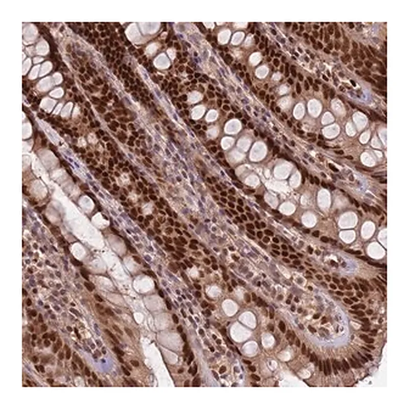 Merck Anti-RMND5B antibody produced in rabbit