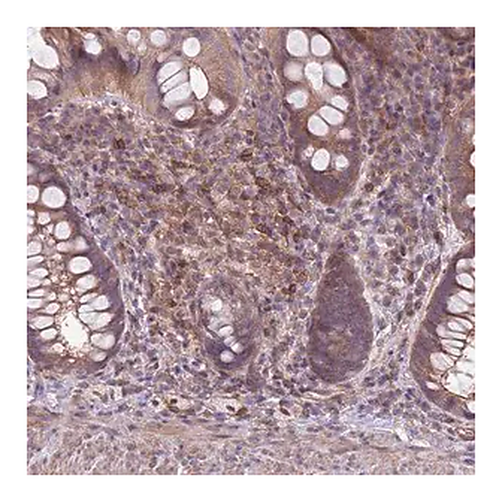 Merck Anti-JAML antibody produced in rabbit