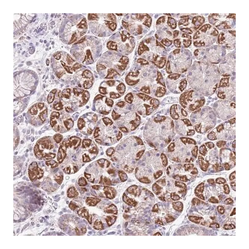 Merck Anti-MOCOS antibody produced in rabbit