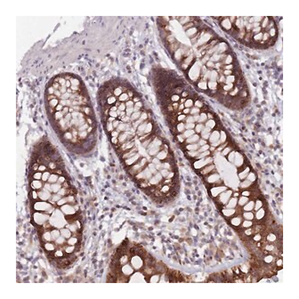 Merck Anti-ADAL antibody produced in rabbit