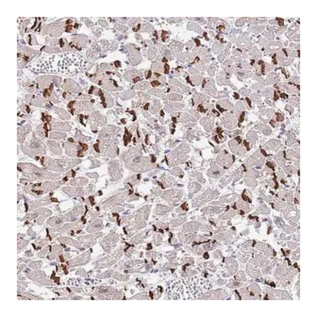 Merck Anti-MUM1 antibody produced in rabbit