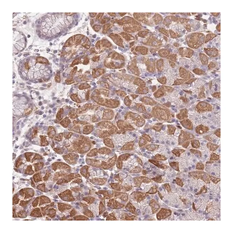 Merck Anti-FAM58A antibody produced in rabbit