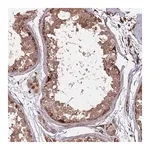 Merck Anti-METTL10 antibody produced in rabbit