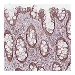 Merck Anti-DCHS1 antibody produced in rabbit