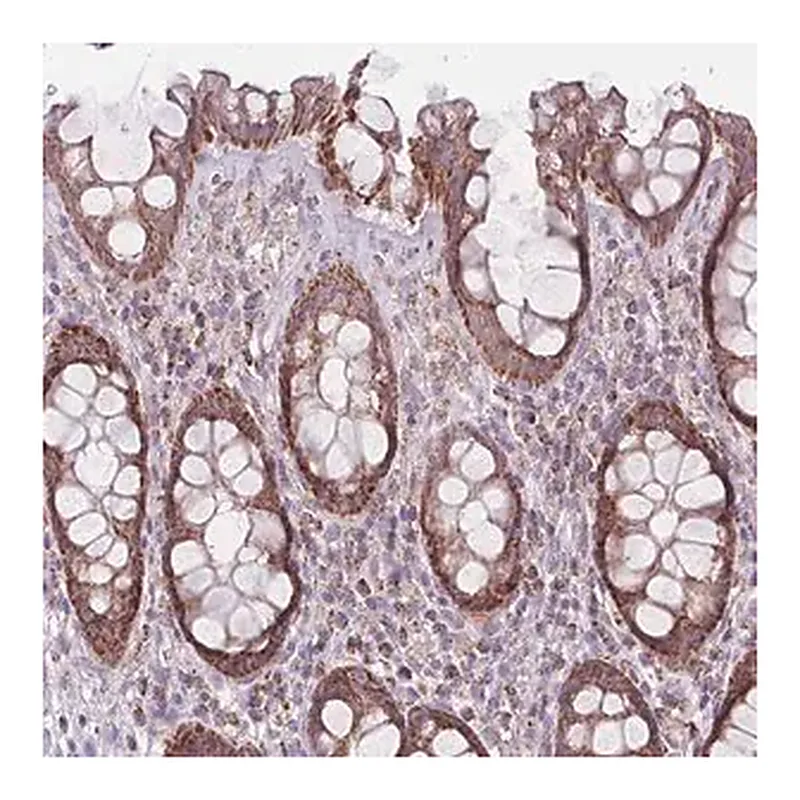Merck Anti-DCHS1 antibody produced in rabbit